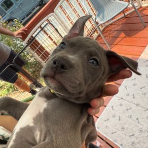 Shears A459514, Baby Male unknown
