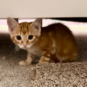 Piccolo, Baby Male unknown
