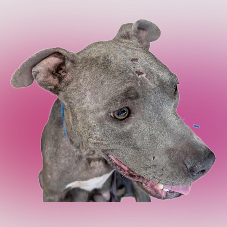 Mama Singer A459509