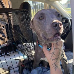 Mama Singer A459509, Adult Female unknown