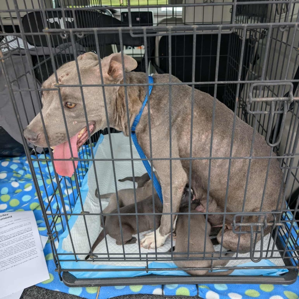 Mama Singer A459509
