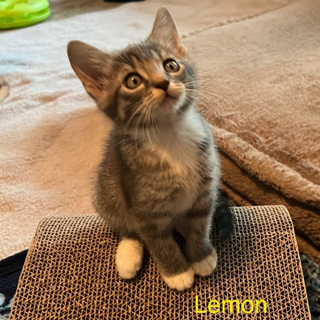 Lemon