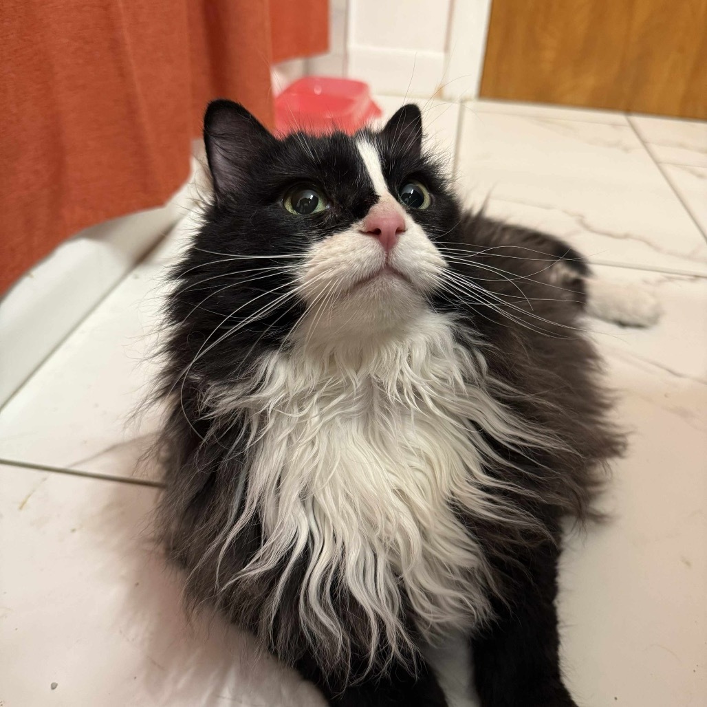 Penelope