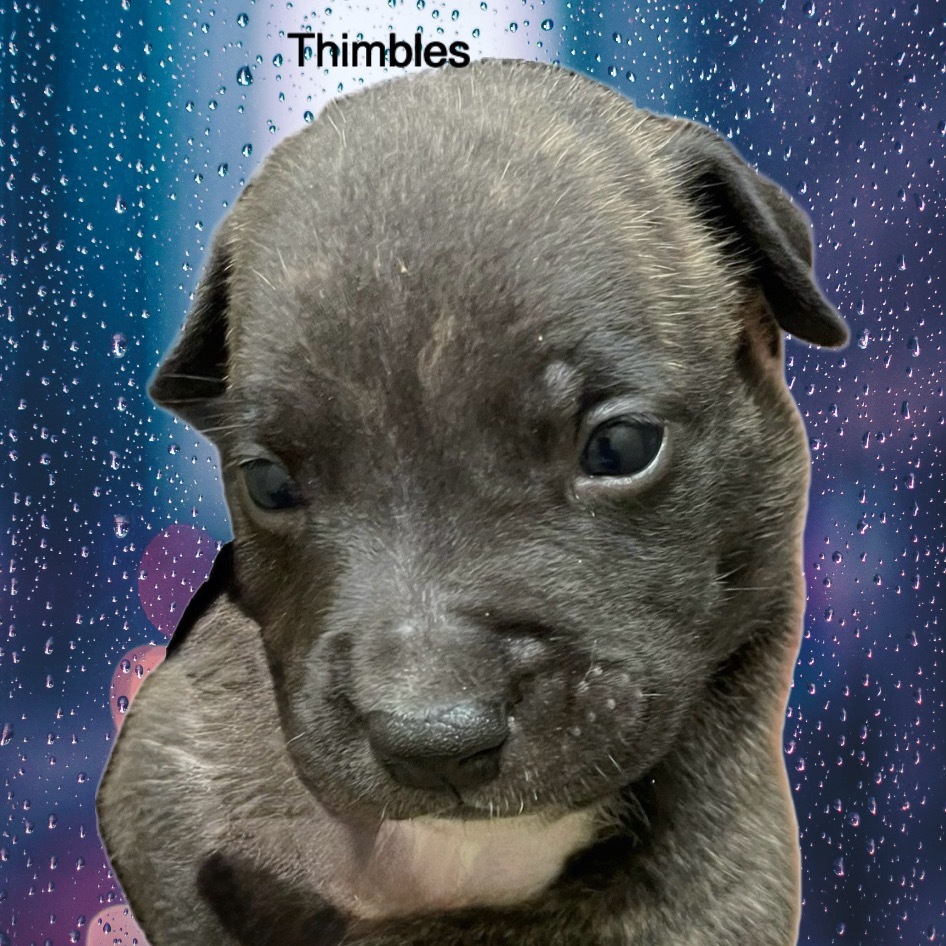 Thimbles A459517