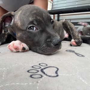 Thimbles A459517, Baby Male unknown