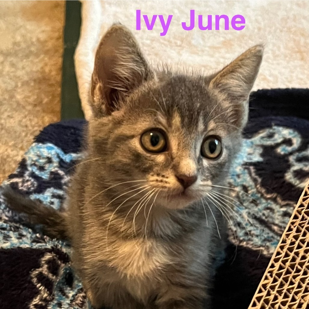 Ivy June