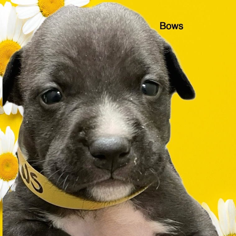 Bows A459516