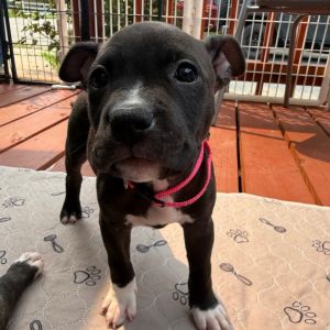 Bows A459516, Baby Female unknown