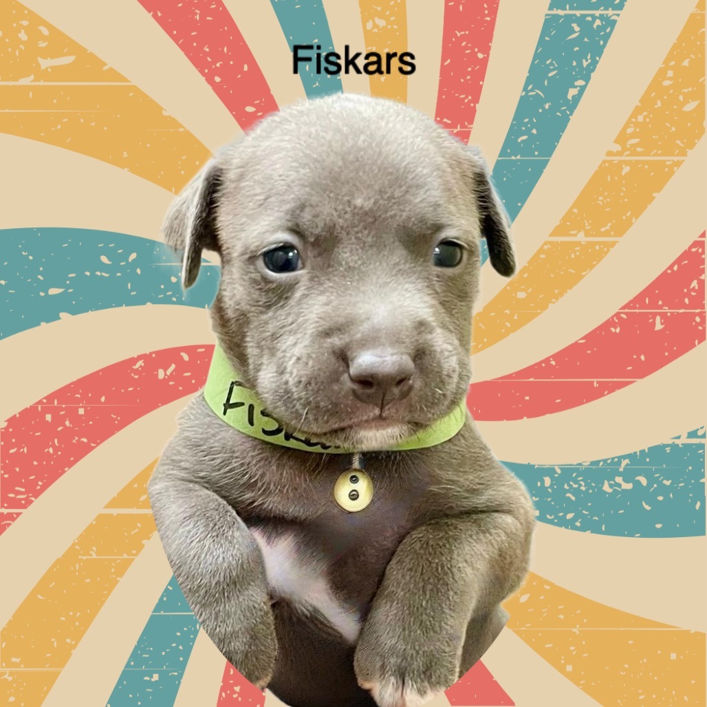 Fiskars A459513