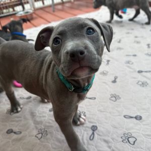 Fiskars A459513, Baby Female unknown