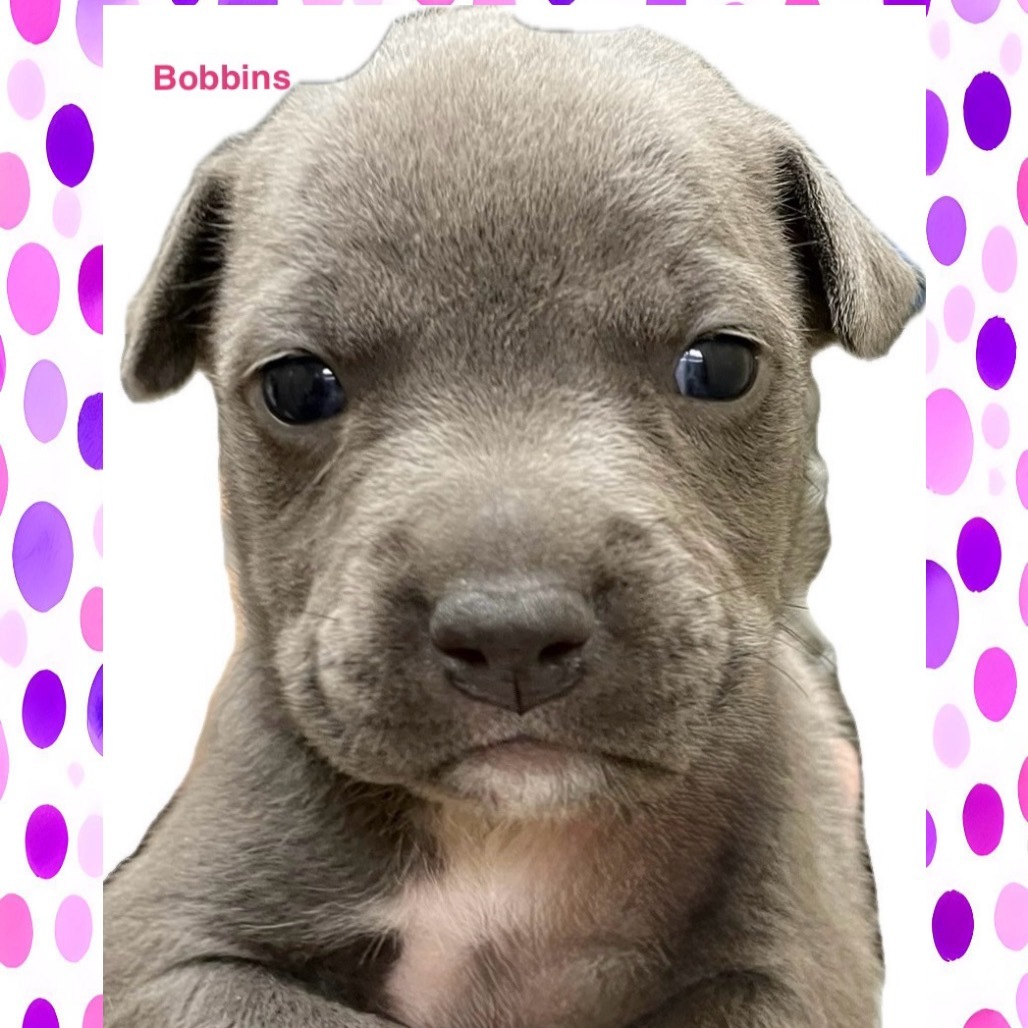 Bobbins A459529