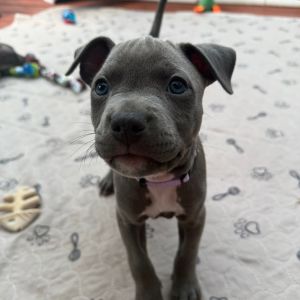 Bobbins A459529, Baby Female unknown