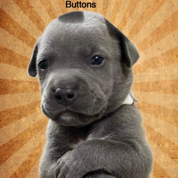 Buttons A459515