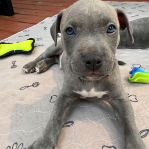 Buttons A459515, Baby Male unknown