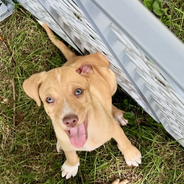 Harry Styles (Puppy 2)