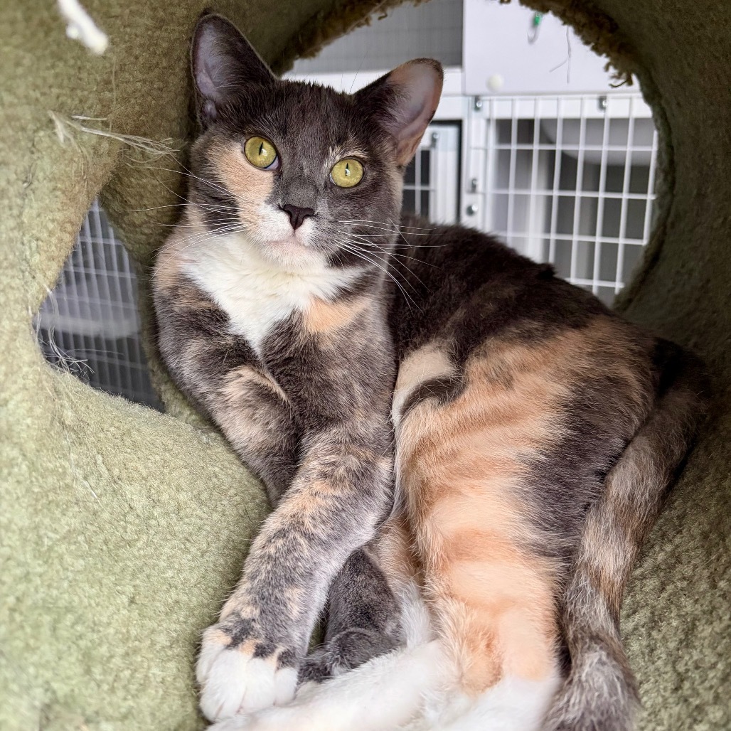 Petunia, an adoptable Domestic Short Hair in Talent, OR, 97540 | Photo Image 1