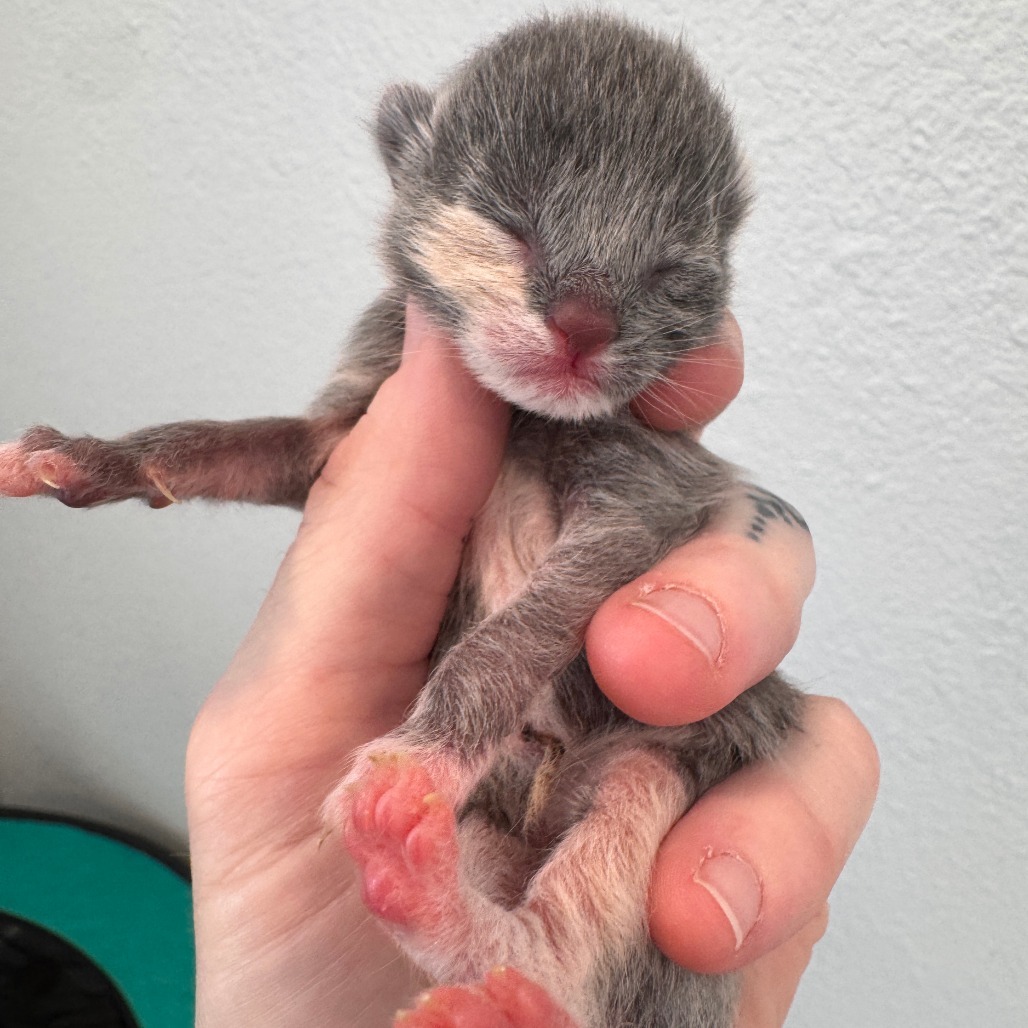 Petunia, an adoptable Domestic Short Hair in Talent, OR, 97540 | Photo Image 1