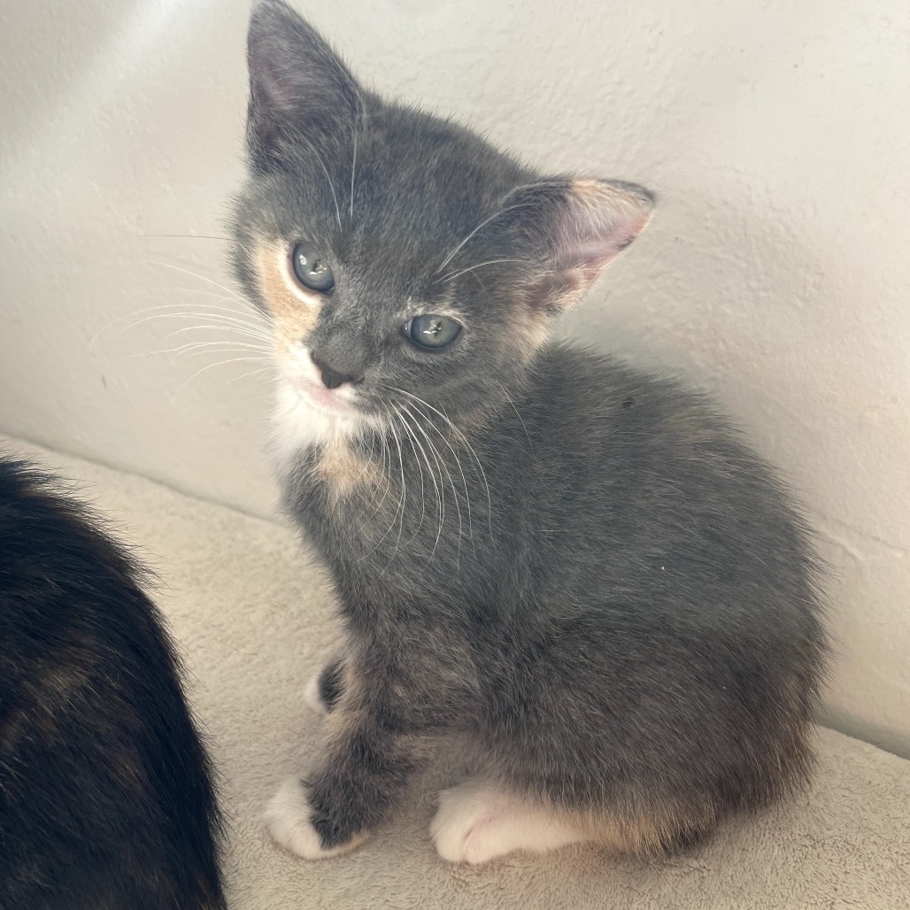 Petunia, an adoptable Domestic Short Hair in Talent, OR, 97540 | Photo Image 2