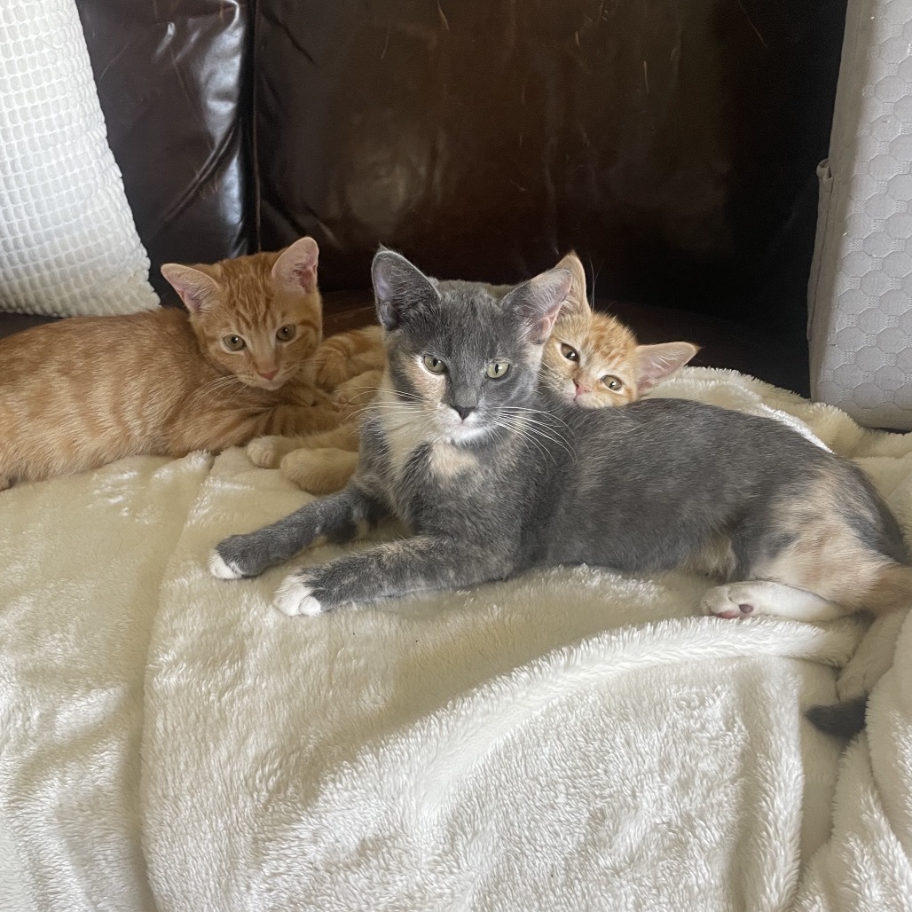 Petunia, an adoptable Domestic Short Hair in Talent, OR, 97540 | Photo Image 4