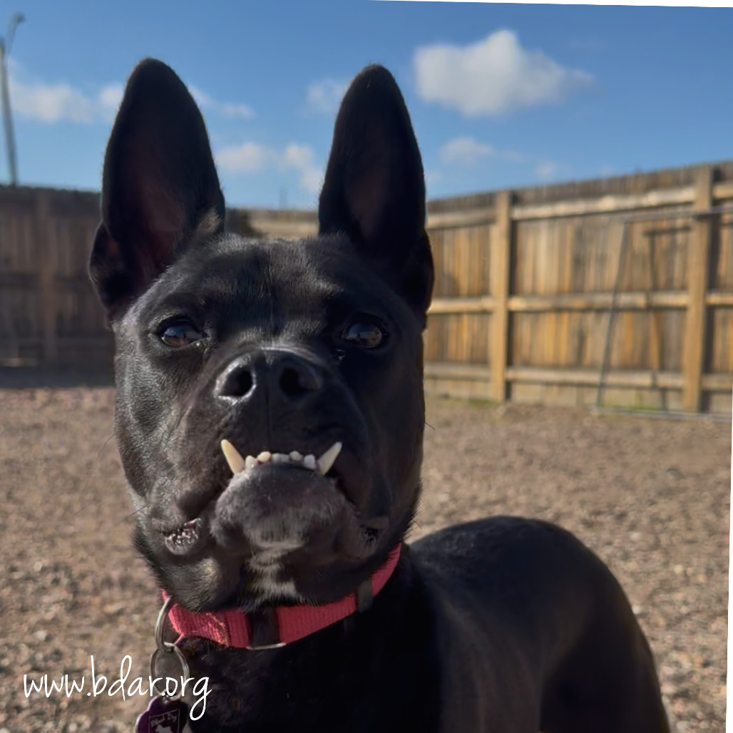 Leyla, an adoptable Terrier, Mixed Breed in Cheyenne, WY, 82009 | Photo Image 1