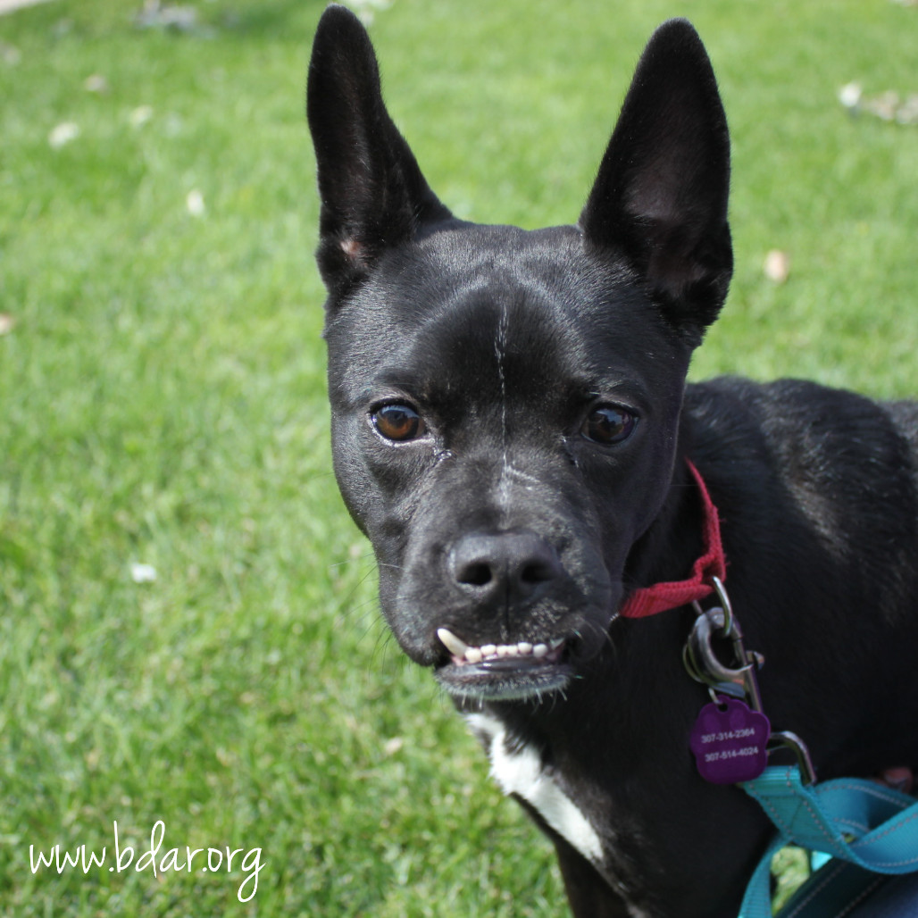 Leyla, an adoptable Terrier, Mixed Breed in Cheyenne, WY, 82009 | Photo Image 2