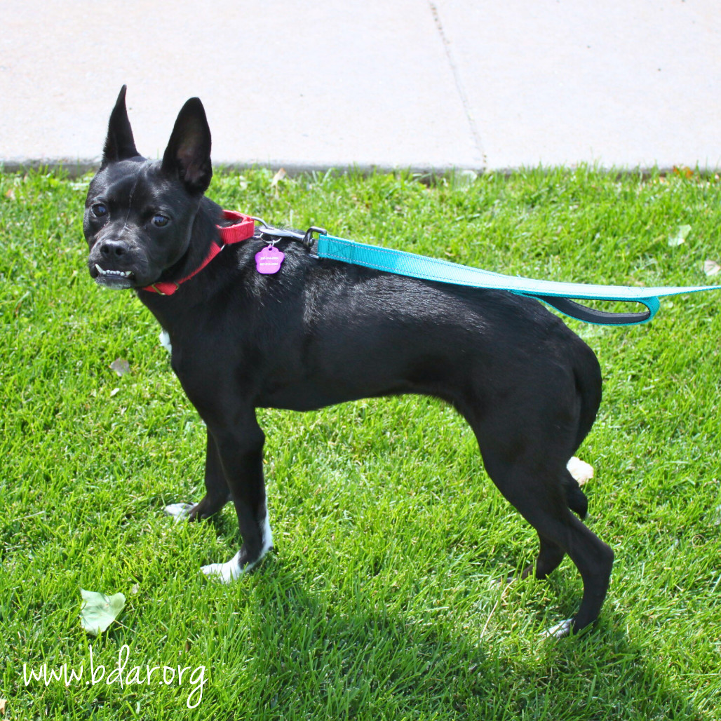Leyla, an adoptable Terrier, Mixed Breed in Cheyenne, WY, 82009 | Photo Image 3