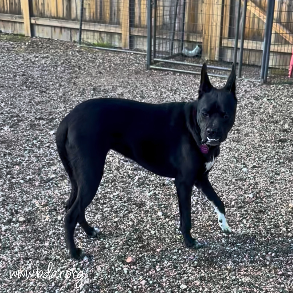Leyla, an adoptable Terrier, Mixed Breed in Cheyenne, WY, 82009 | Photo Image 4