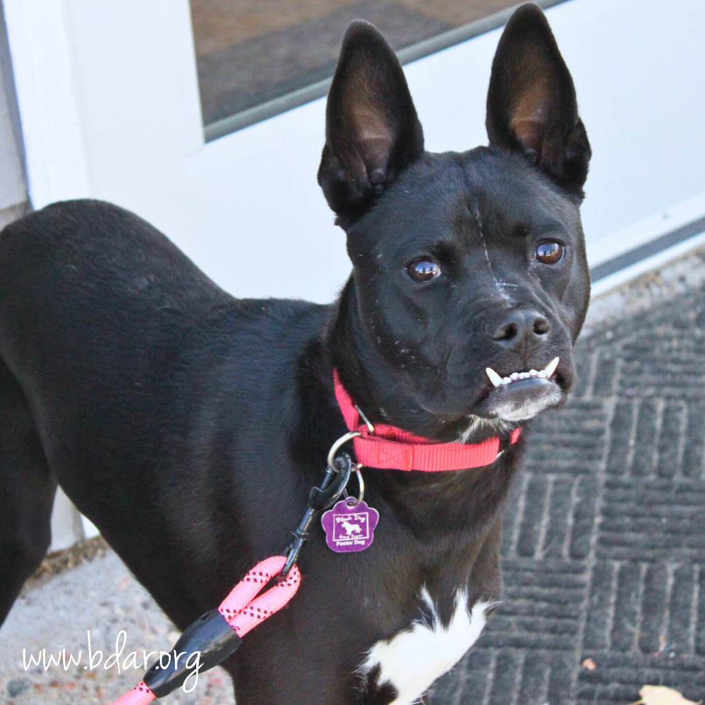 Leyla, an adoptable Terrier, Mixed Breed in Cheyenne, WY, 82009 | Photo Image 5