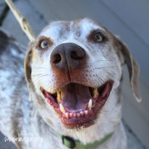 Ruger, Senior Male unknown