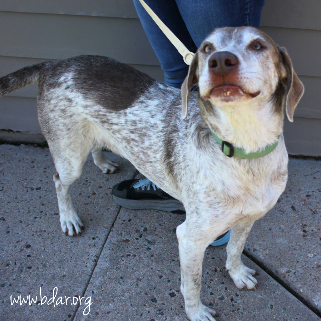 Ruger, an adoptable German Shorthaired Pointer, Mixed Breed in Cheyenne, WY, 82009 | Photo Image 2