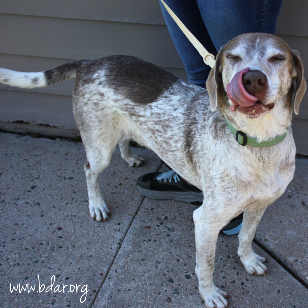 Ruger, an adoptable German Shorthaired Pointer, Mixed Breed in Cheyenne, WY, 82009 | Photo Image 3