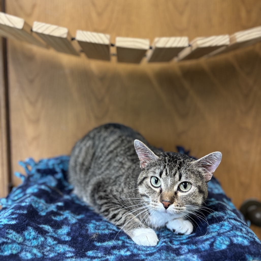 Paulette--In Foster
