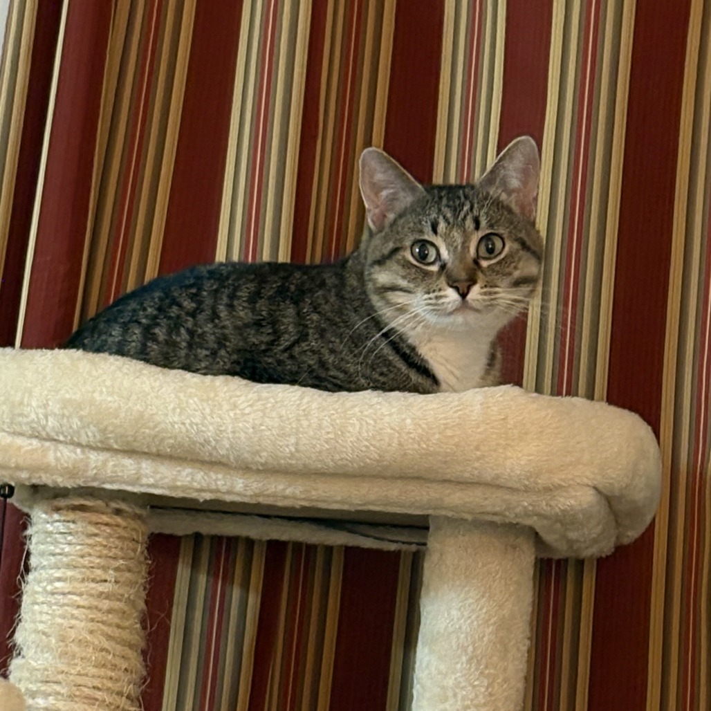 Paulette--In Foster***ADOPTION PENDING***, an adoptable Domestic Short Hair in Fargo, ND, 58102 | Photo Image 2