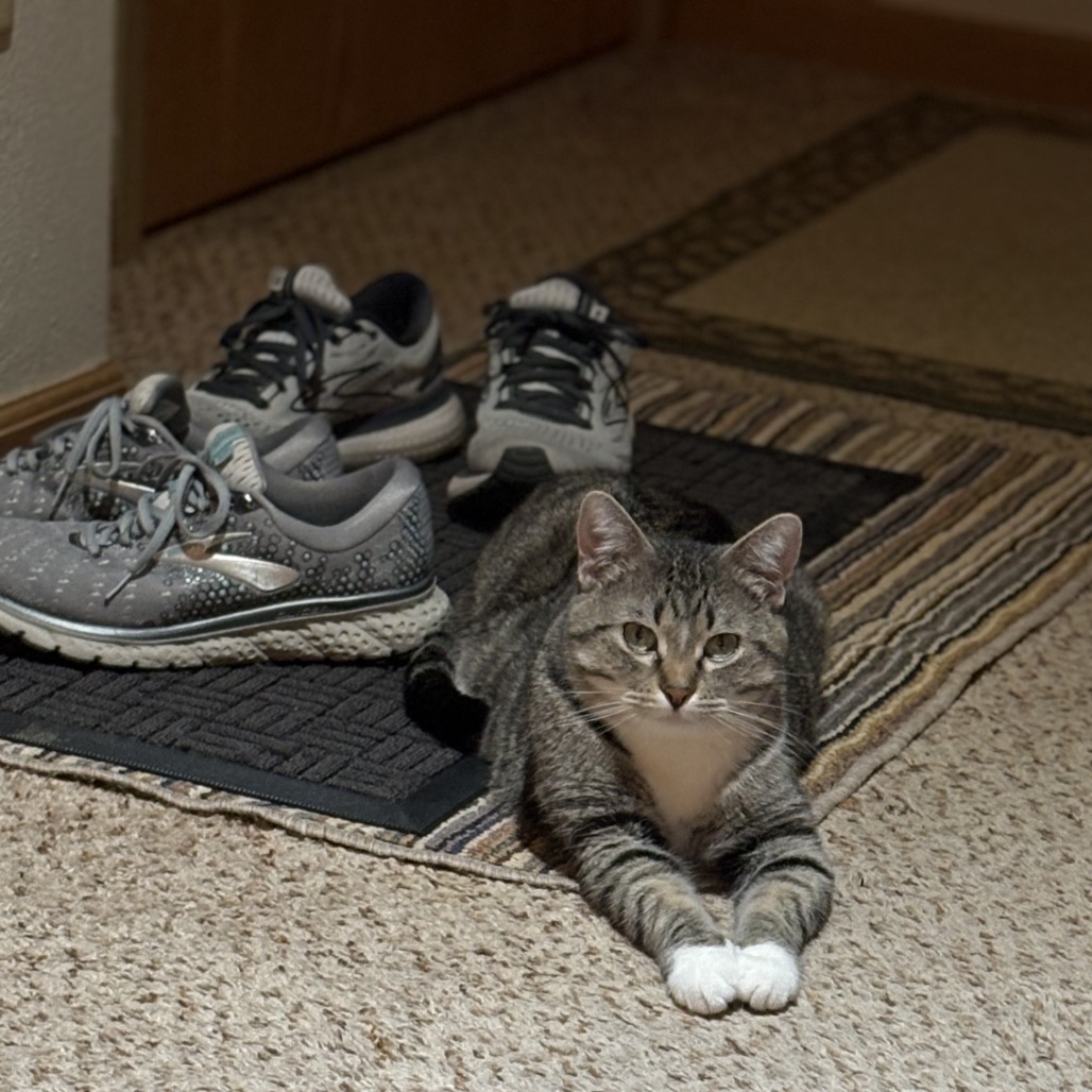 Paulette--In Foster***ADOPTION PENDING***, an adoptable Domestic Short Hair in Fargo, ND, 58102 | Photo Image 3