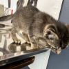Tigger photo 4