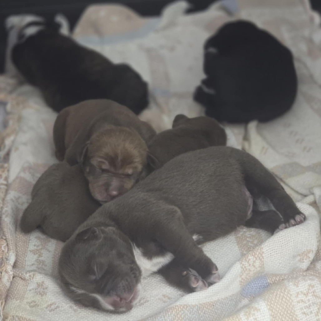 NY Sage Avail Sep 13 (Kent Community Day)