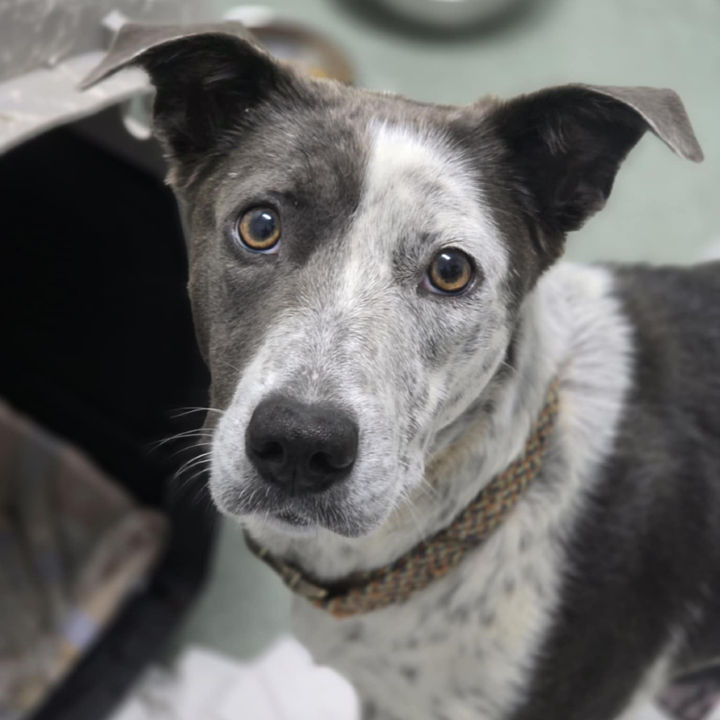 NY Sage Avail Sep 13 (Kent Community Day)