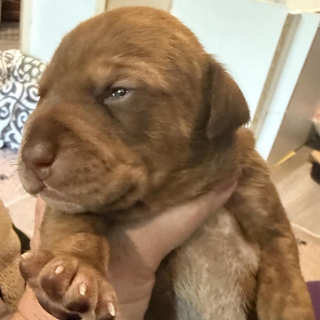 NY Sage Avail Sep 13 (Kent Community Day)
