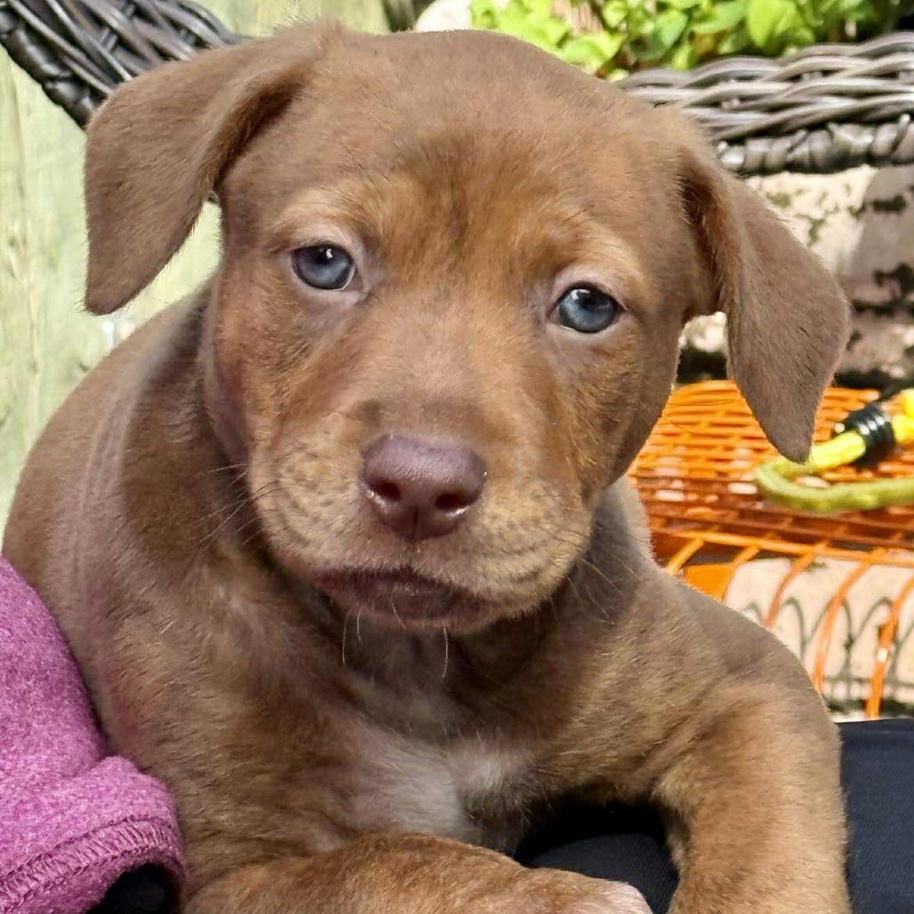 NY Sage Avail Sep 13 (Kent Community Day)