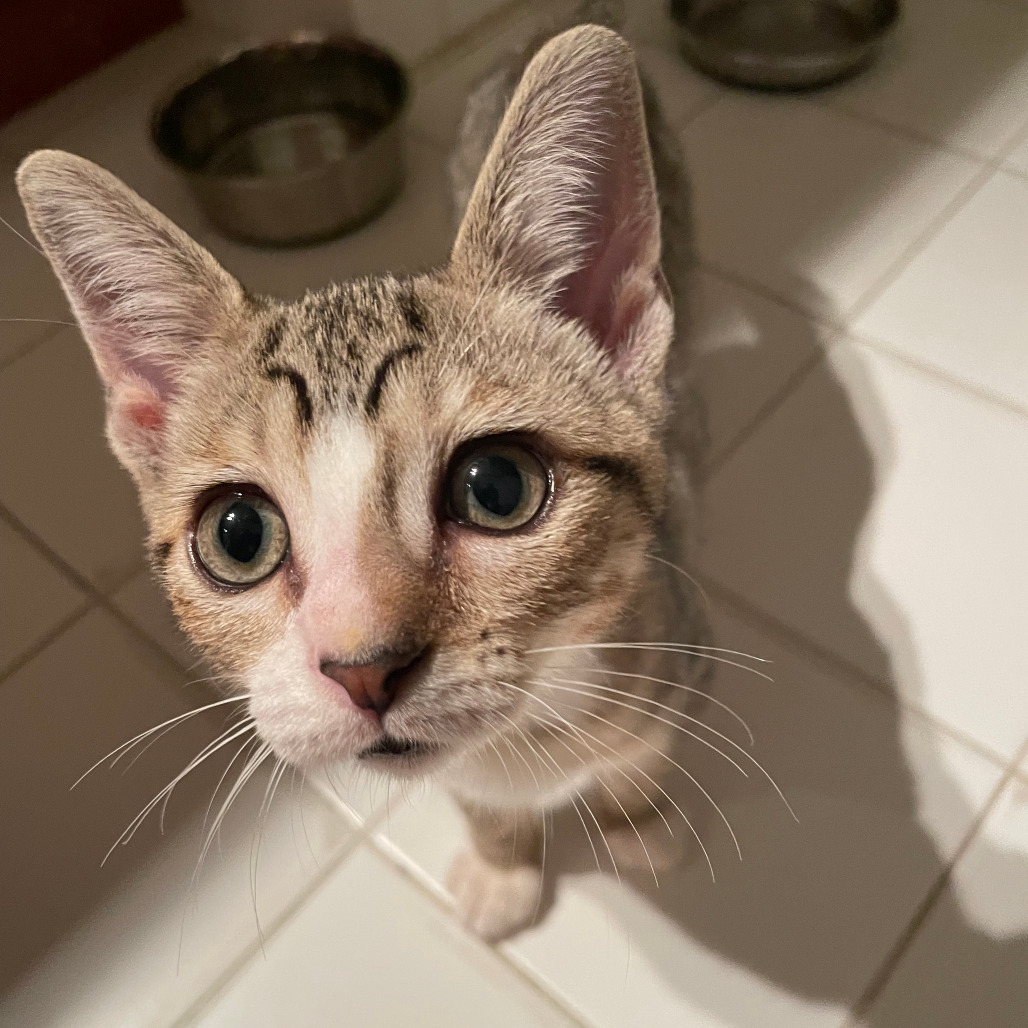 Delilah