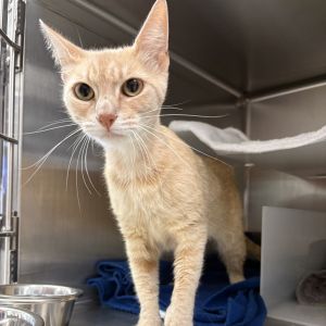 Sally Ride, Adult Female unknown