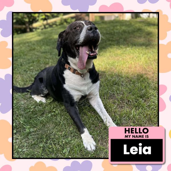 Leia