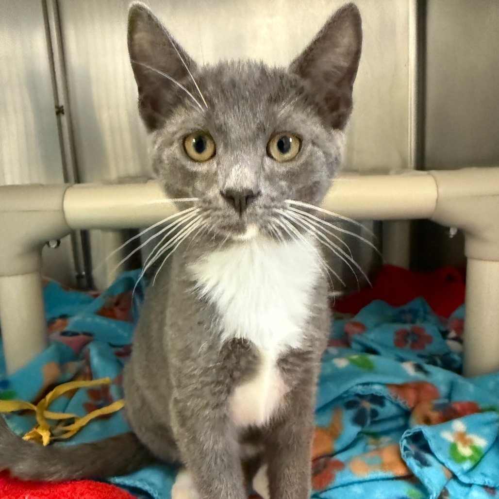 Laverne, an adoptable Domestic Short Hair in Fort Bragg, CA, 95437 | Photo Image 1