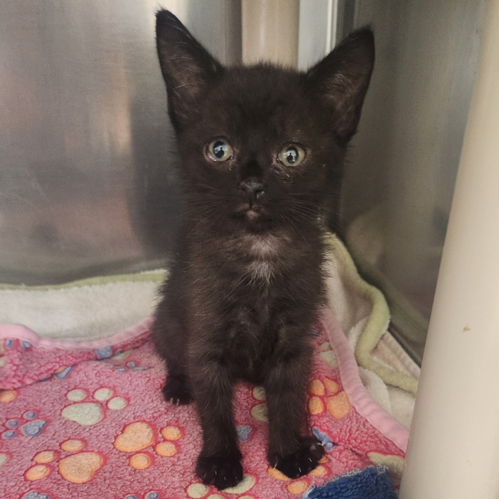 Shirley, an adoptable Domestic Short Hair in Fort Bragg, CA, 95437 | Photo Image 1
