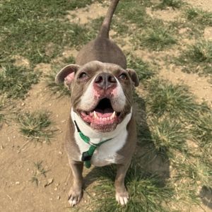 Jax, Adult Male unknown