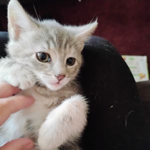 Indigo, Baby Female unknown