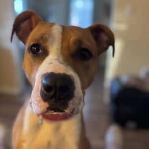 Daisy J, Adult Female unknown