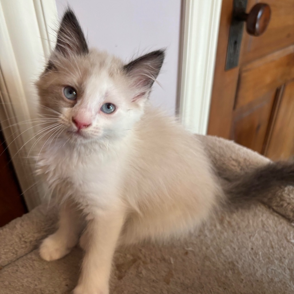 Miranda's kitten: Gordita