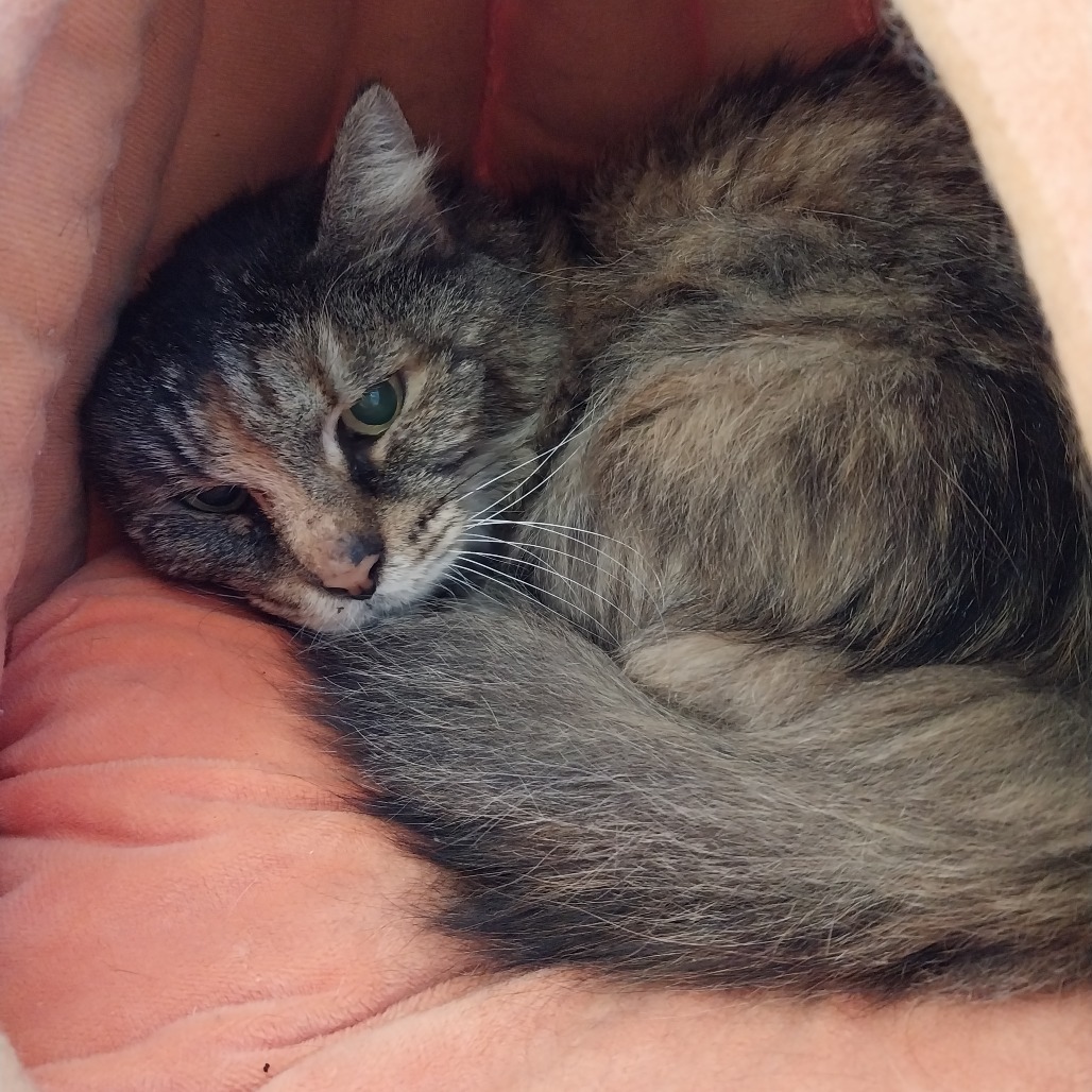 Willow