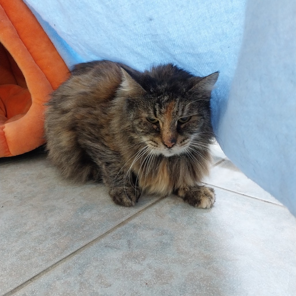 Willow
